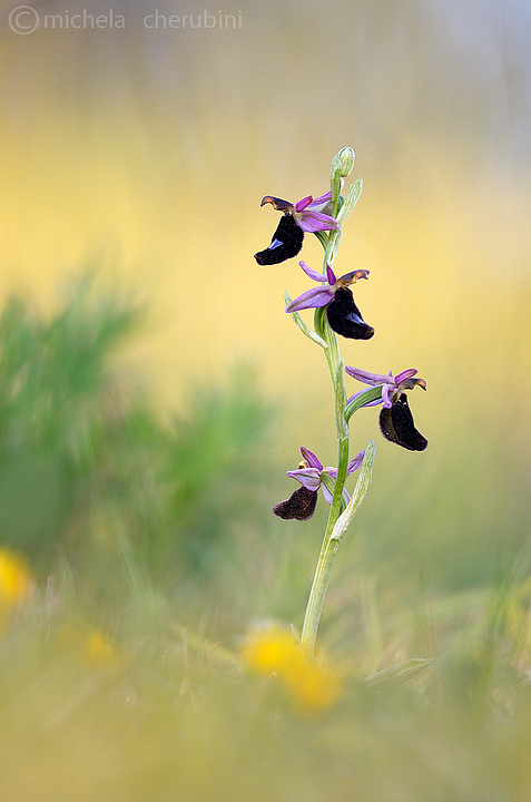 ophrys bertolonii